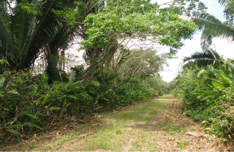 30 Acre Farm Land for Sale in Scotland Halfmoon Belize