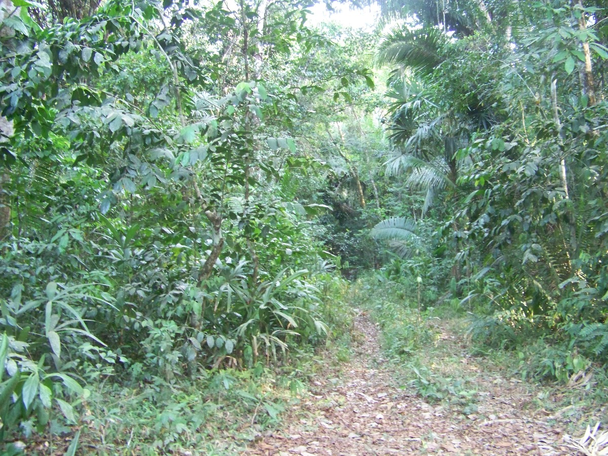 100 acres Pristine Jungle land off the Hummingbird Highway in the Stann Creek District