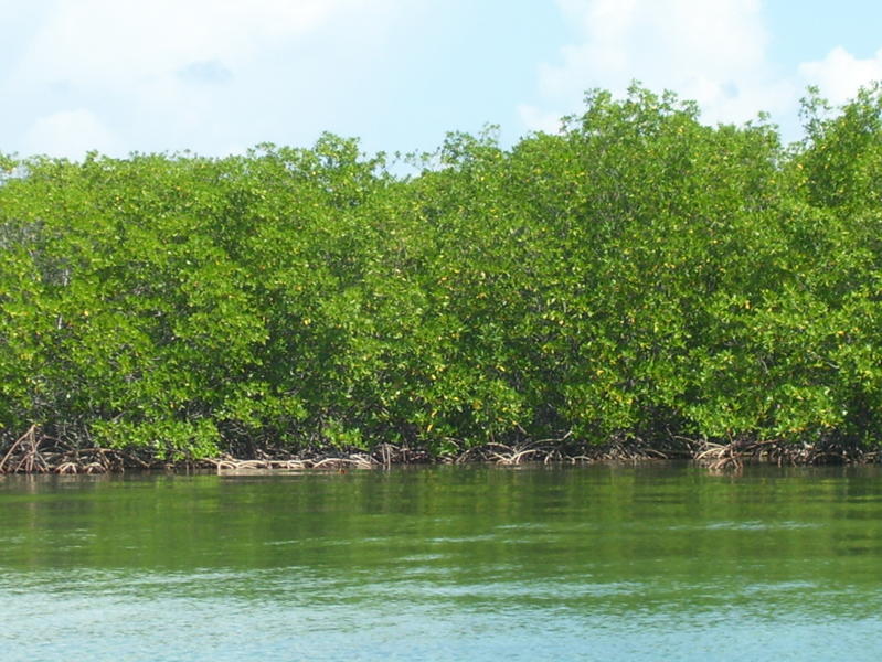 Land for Sale in Southern Long Caye, Belize
