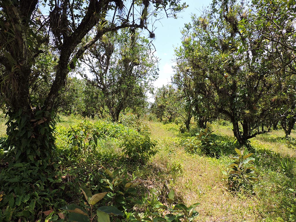 30 Acres of Land on the Hummingbird Highway