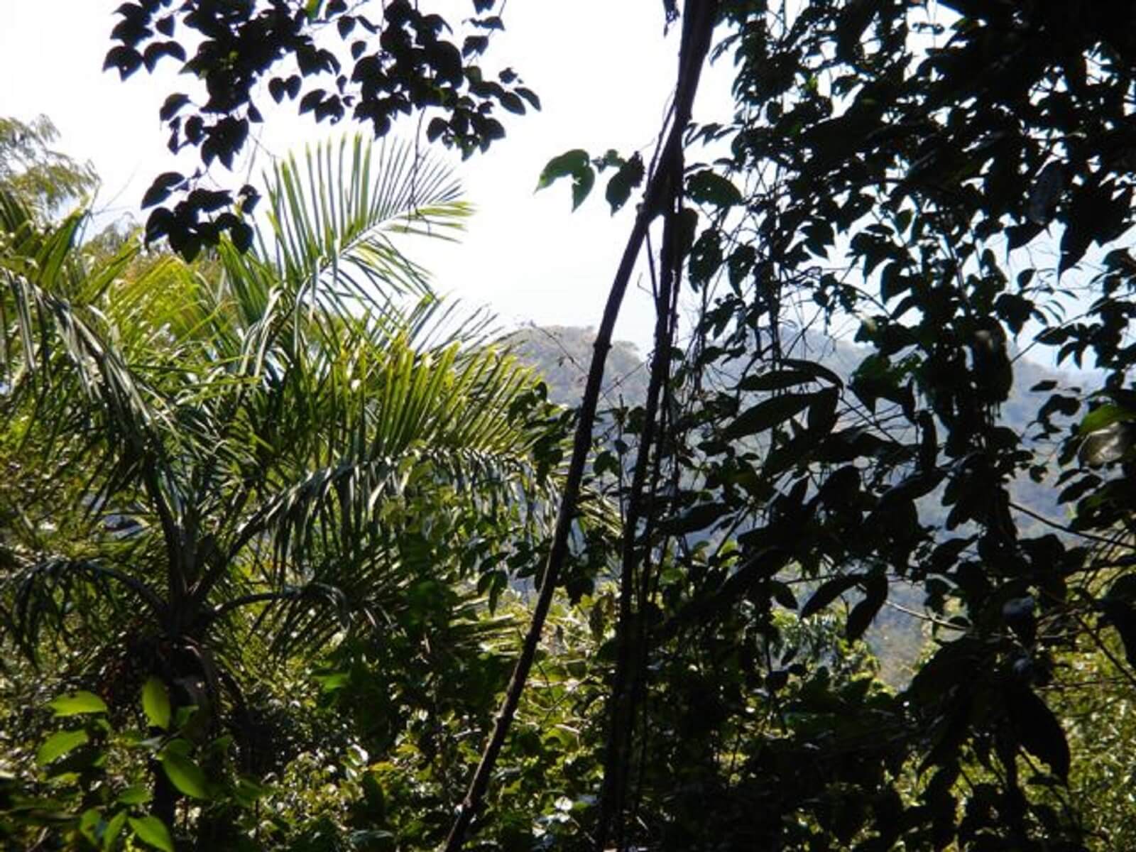 Beautiful 30 acres plot of land with pristine jungle, hils and rolling slopes